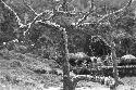 View of sili thru some trees; on the way to salt wells