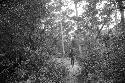 Man walking in forest