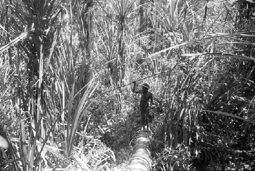 Man walking through forest