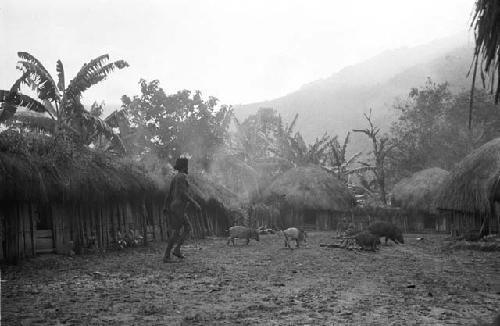 Man rounding up pigs in Abulupak