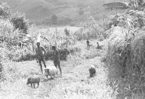 Man and a woman with some pigs outside the sili