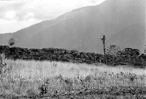 A man in a kaio at Puakoloba; gardens in the forerground; no one working