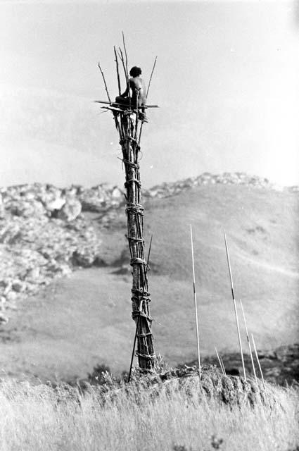 Man sitting in a kaio under spears from the top of the oléa sticking out