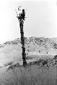 Man sitting in a kaio under spears from the top of the oléa sticking out