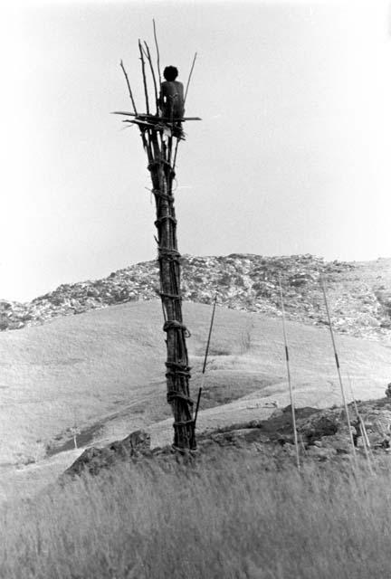 Man sitting in a kaio under spears from the top of the oléa sticking out