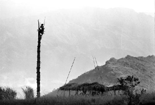 Man sitting in a kaio under spears from the top of the oléa sticking out