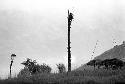 Man sitting in a kaio under spears from the top of the oléa sticking out