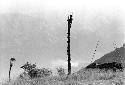 Man sitting in a kaio under spears from the top of the oléa sticking out, including another kaio