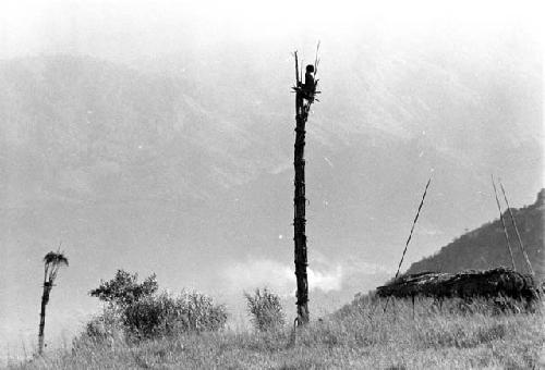 Man sitting in a kaio under spears from the top of the oléa sticking out, including another kaio