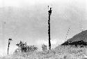 Man sitting in a kaio under spears from the top of the oléa sticking out, including another kaio