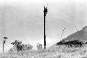 Man sitting in a kaio under spears from the top of the oléa sticking out, including another kaio