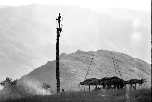 Man standing in kaio; oléa and spears around it; Siobara in the background