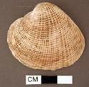 Shell, bivalve