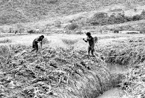 Weaklekek and a woman working the fields