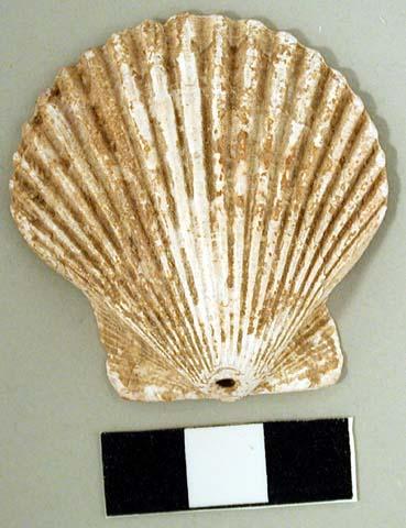 Bivalve shell pendant