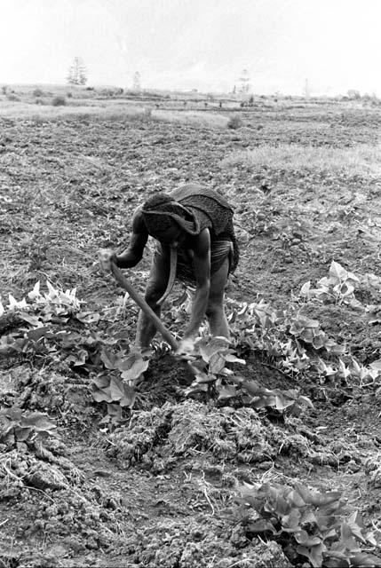 Milige working in fields