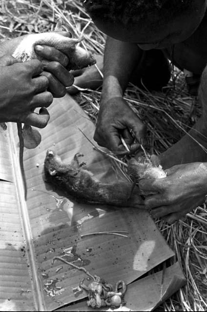 3 young boys taking the guts out of mice, which will be cooked and eaten