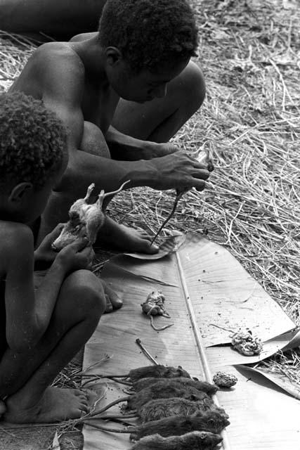 2 boys eviscerating rats on a banana leaf