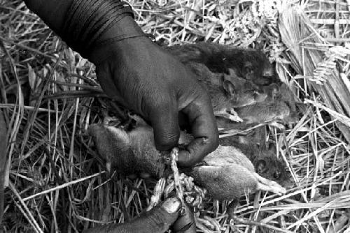 A man taking the guts out of a rat