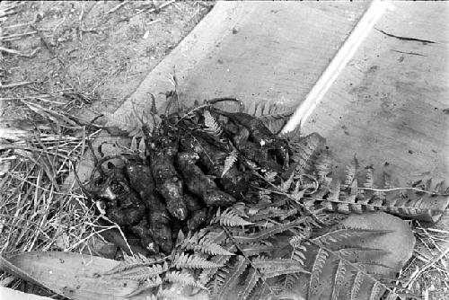 About a dozen charred rats lying in some ferns