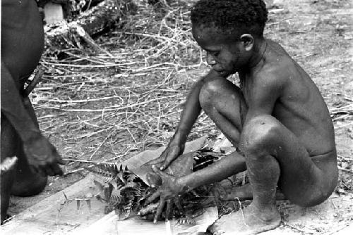 Handful of charred rats put into ferns to be wrapped up