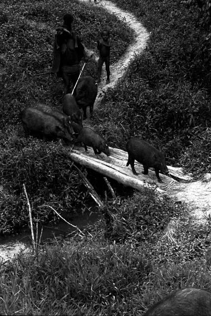 A woman comes with child on her shoulders and another child by her side; driving pigs into a sili of Abulupak