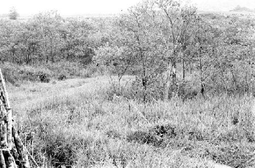 Near Wuperainma; view towards the pavi grove