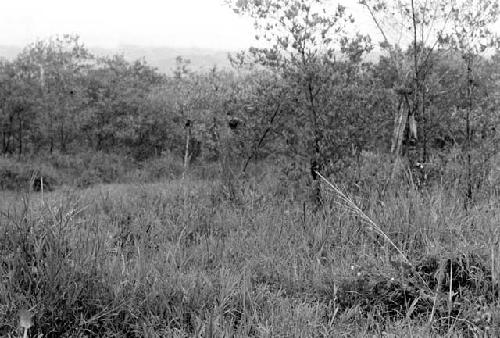 Distance shot of hola and pavi grove behind