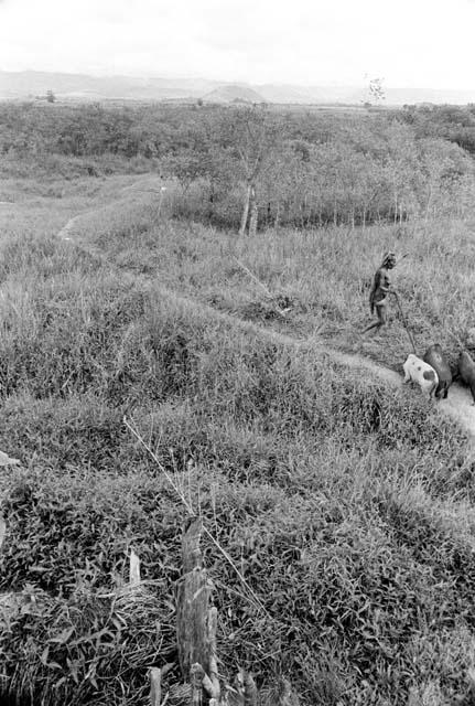 Outside of Wuperainma a woman leading some pigs along the trail toward the pavi grove and eventually the Alima