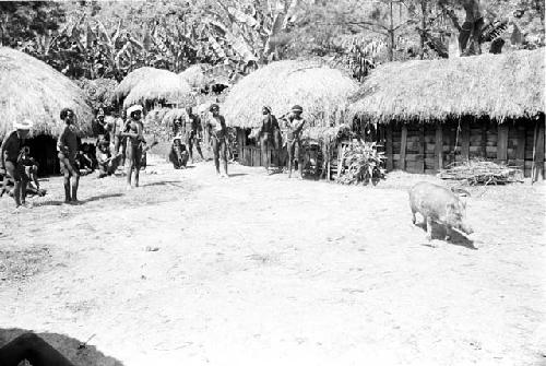 Pig being rounded up to be brought to be killed