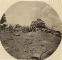 Landscape with trees and rocky soil