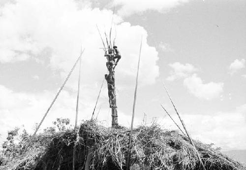 Men repairing Weaklekek's kaio; seen from the one side of the oléa