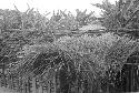 Apeori and another man begin the thatching on the roof of the new hunu in Abukulmo