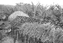 Apeori and another man begin the thatching on the roof of the new hunu in Abukulmo