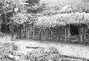 Apeori and another man begin the thatching on the roof of the new hunu in Abukulmo