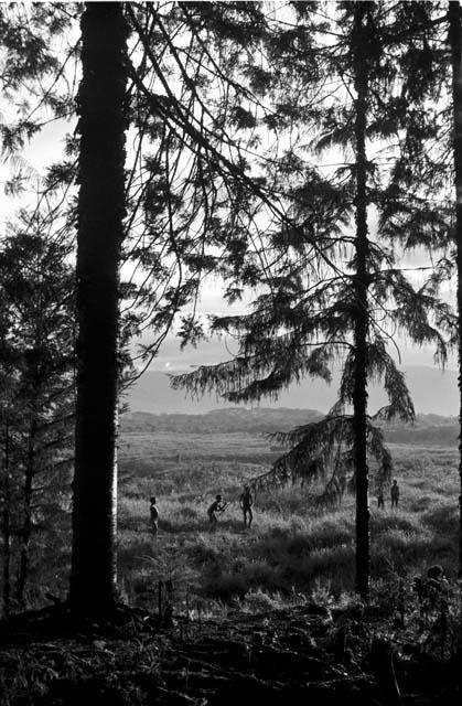 Thru the large sien trees at the edge of a forest of Homoak; boys playing weem yele