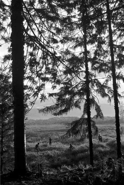 Thru the large sien trees at the edge of a forest of Homoak; boys playing weem yele