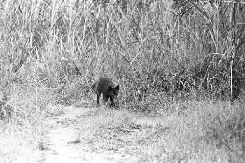 Black dog; just skulking in the grass