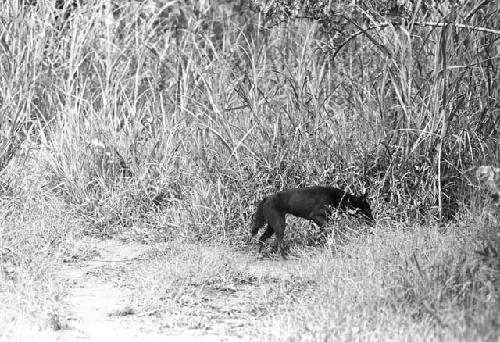 Black dog; just skulking in the grass