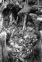 Men working in hakse; taking out some potatoes