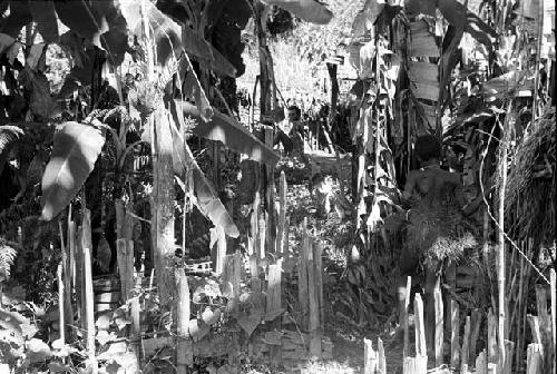 A boy in back of the sili in the banana trees near the waroleget