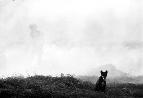 A dog near trash piles burning out in the gardens