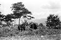 Women walking in the fields towards the sili