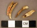 Perforated animal teeth and tooth fragments