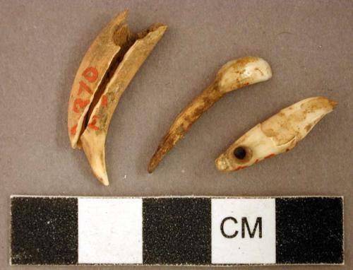 Perforated animal teeth and tooth fragments