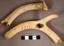 Organic, utilized antler, one pedicle fragment and one perforated forked tine