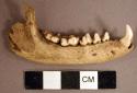 Animal mandible fragment with intact teeth