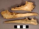 Animal bone, ulna fragments