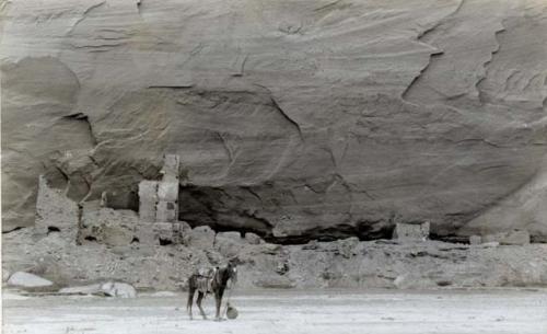 Pack horse standing in front of Antelope House at Cañon del Muerto