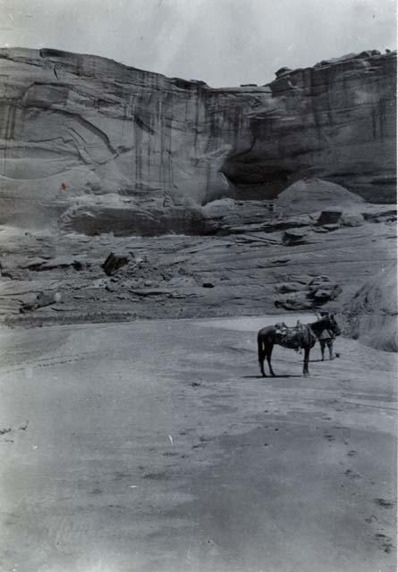 Man with horse at Cañon de Chelly